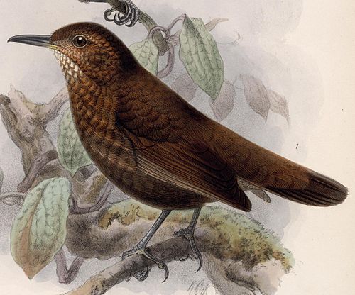 Scaly-throated leaftosser